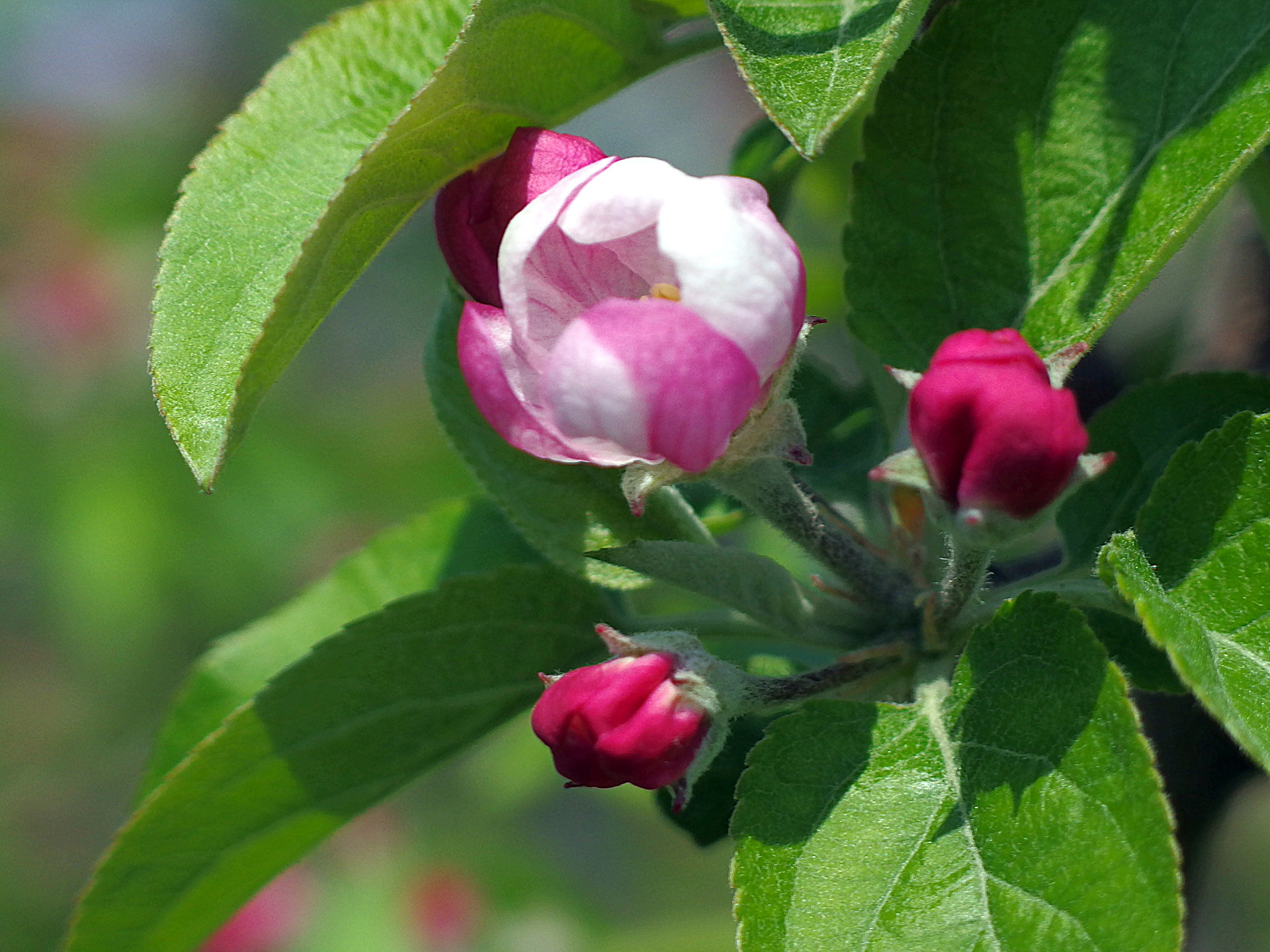 綺麗な林檎 壁紙 最高の花の画像