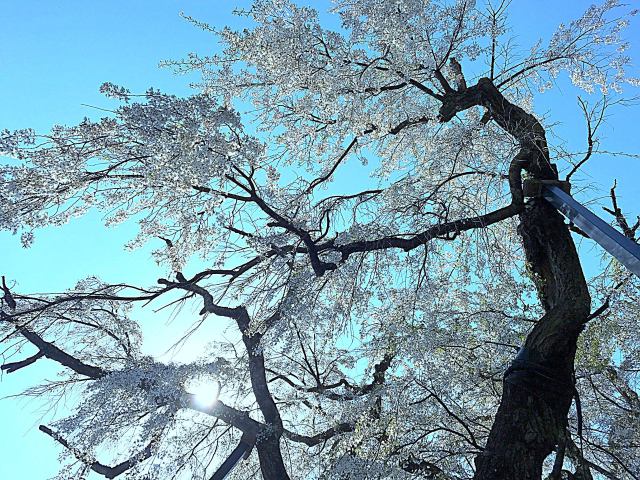 坪井の大枝垂れ桜