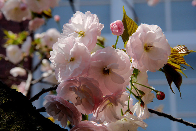 造幣局の桜・大提灯