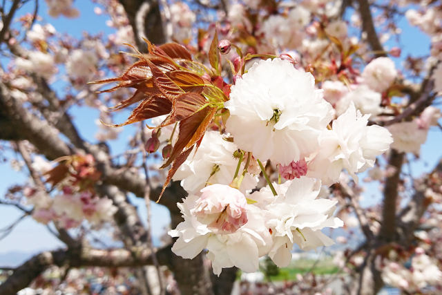 桜は散り際が美しい花