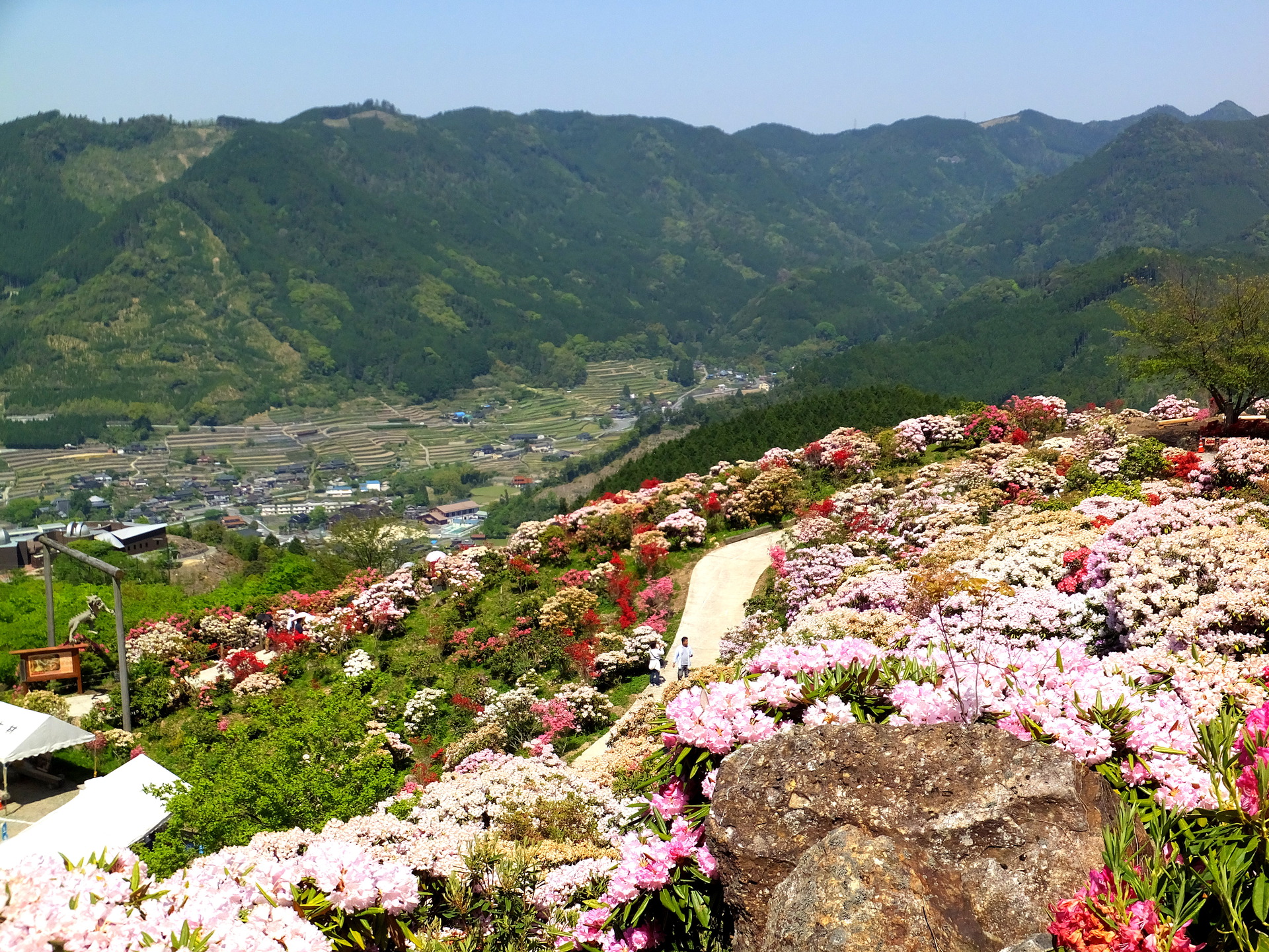 日本の風景 星の金山花公園の花風景 壁紙19x1440 壁紙館