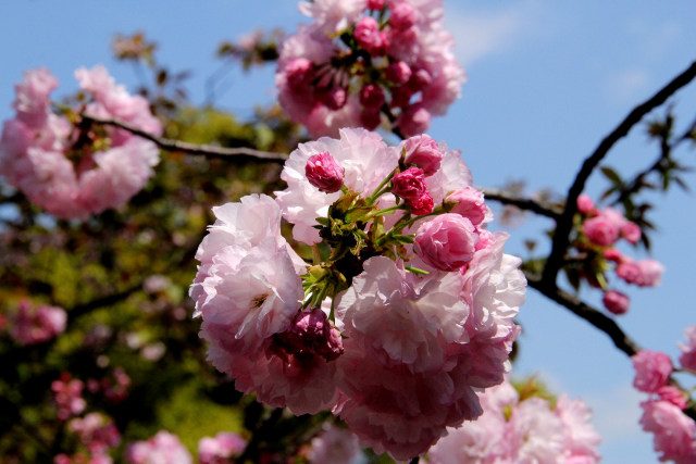 造幣局の桜・紅手毬