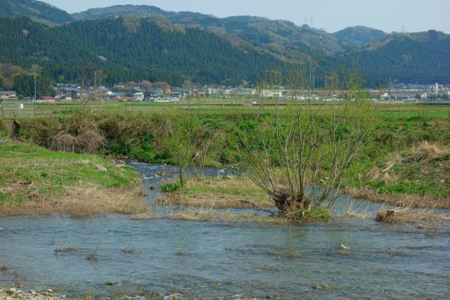 芽吹く草木と竹田川