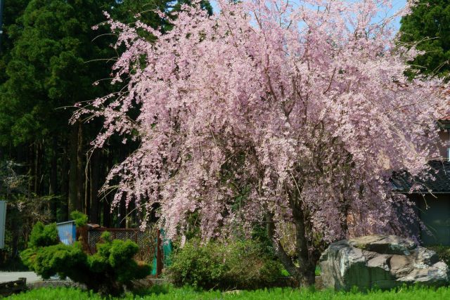 満開のしだれ桜