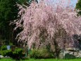 満開のしだれ桜