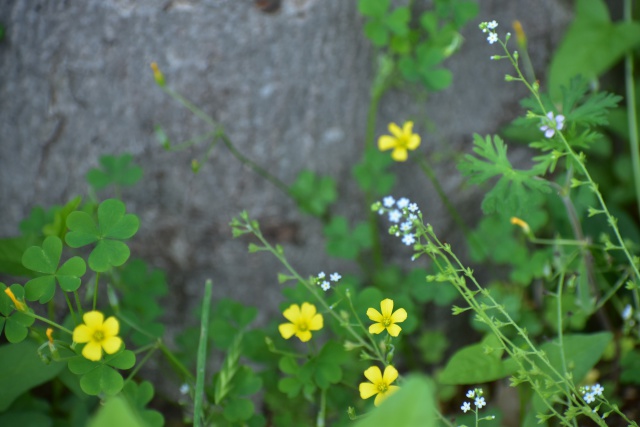 小さな花たちがコンニチハ！