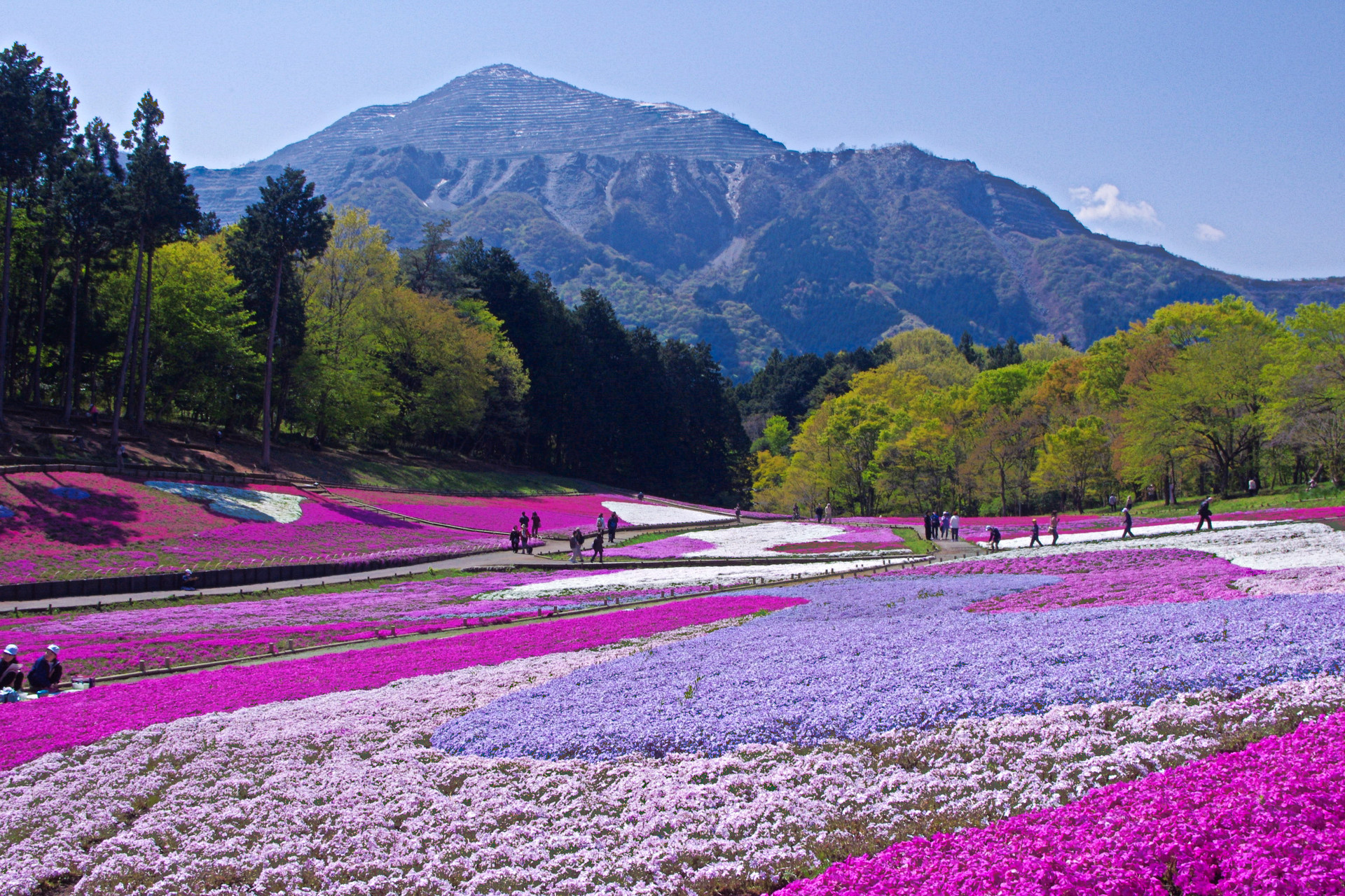日本の風景 芝桜日和 壁紙19x1280 壁紙館