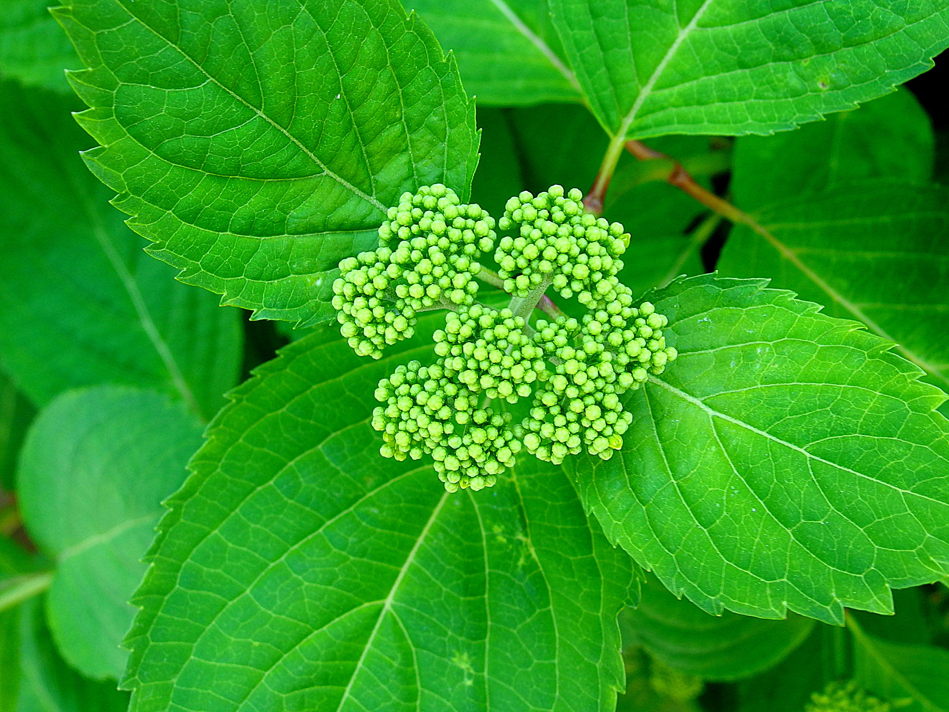 花 植物 紫陽花の蕾 壁紙19x1440 壁紙館