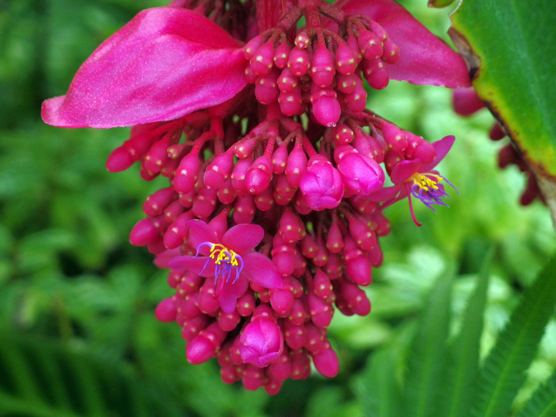 花 植物 火の鳥 壁紙19x1440 壁紙館