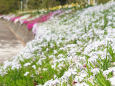 春の芝桜満開