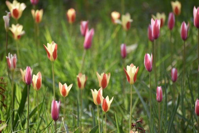 原種系チューリップの花畑