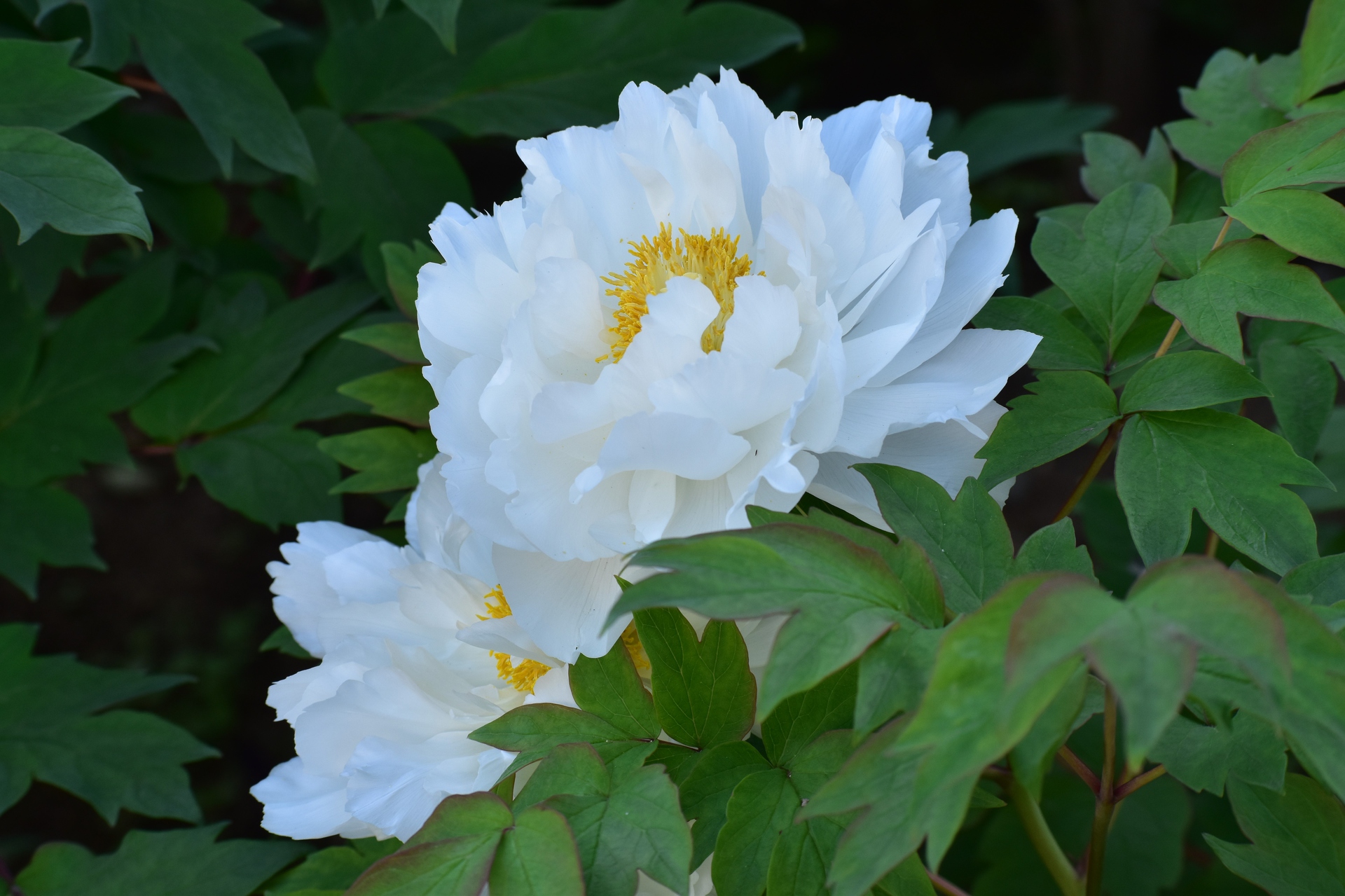 花 植物 白い牡丹 壁紙19x1279 壁紙館