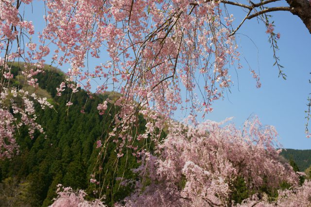 山竹田の枝垂れ桜