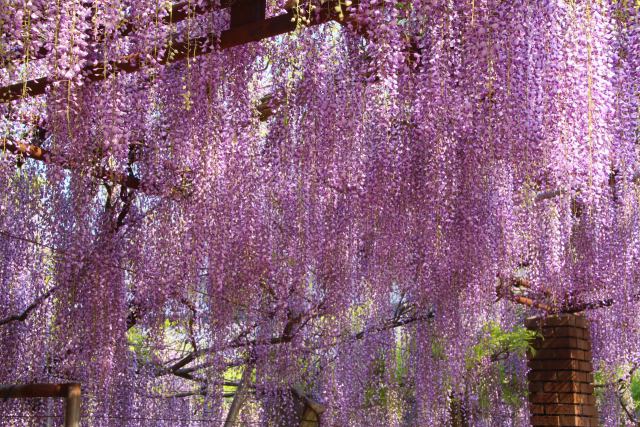 神社の藤