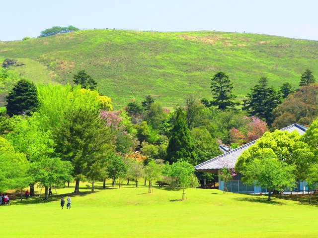 緑に染まる若草山の春