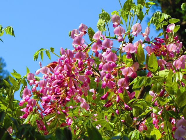 春日大社神苑の藤の花・本紅