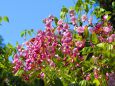 春日大社神苑の藤の花・本紅