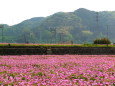 一面に広がるレンゲの華