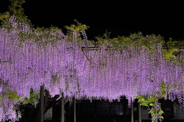 竹鼻別院の藤の花