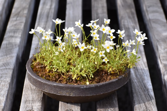 ヒナソウの鉢植え