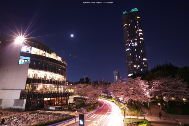 都会の夜桜