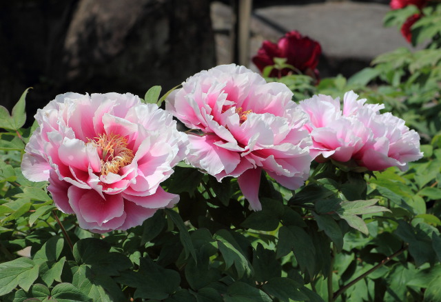 薬王寺の牡丹の花