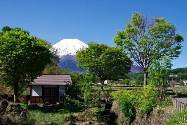 新緑と富士