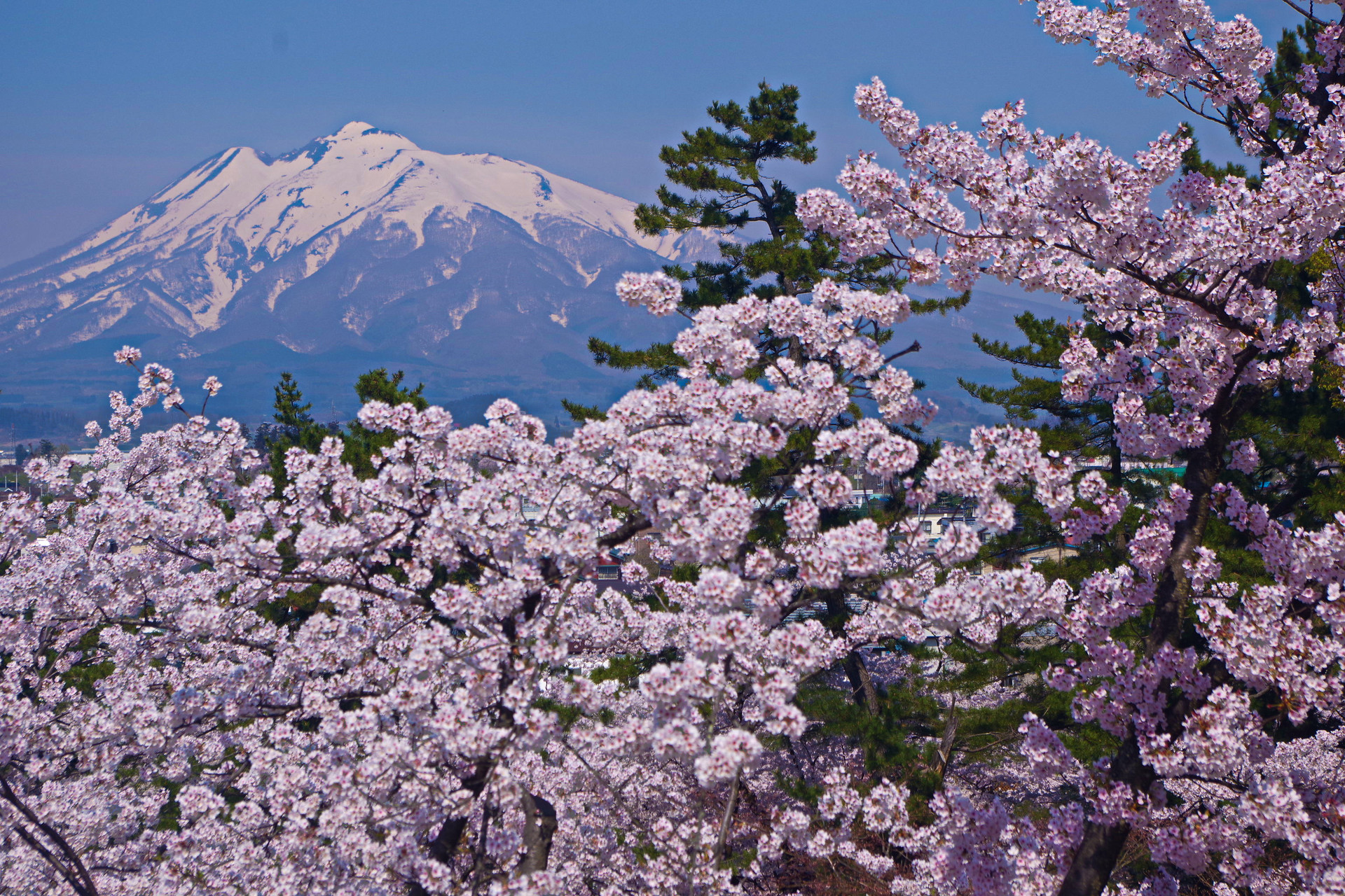日本の風景 岩木山と桜 壁紙19x1280 壁紙館