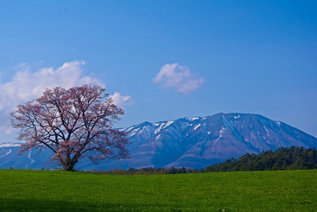 小岩井の一本桜と岩手山