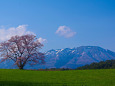 小岩井の一本桜と岩手山