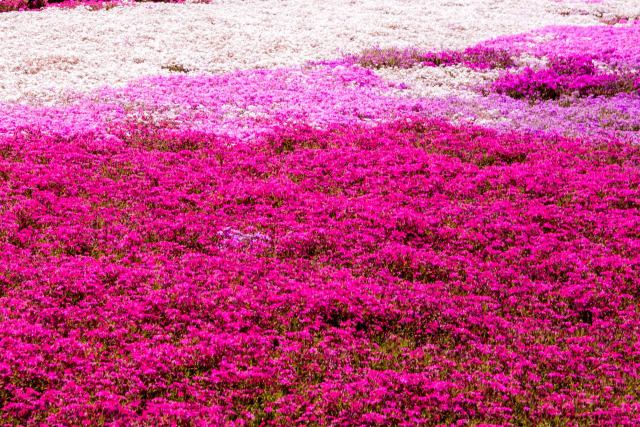 芝桜のカーペット