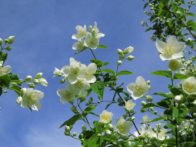 香り咲く梅花ウツギ