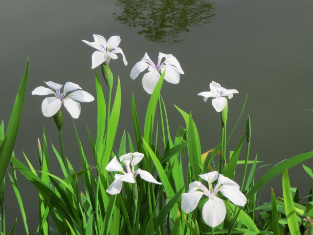 白花カキツバタ