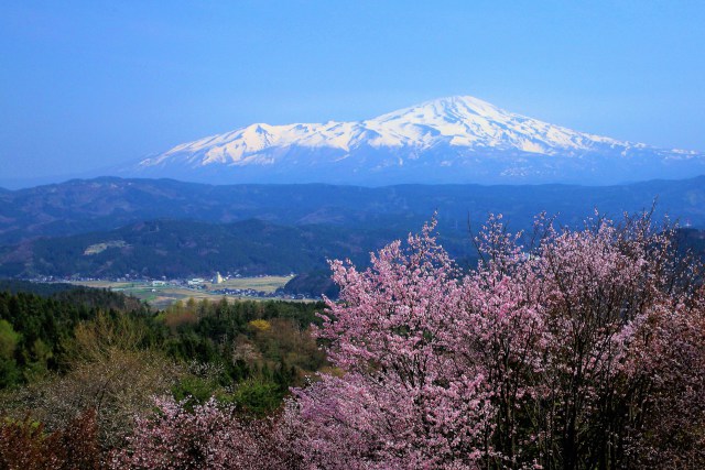 鳥海山と桜