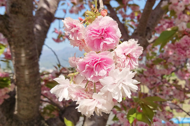 アルウィン近く桜満開