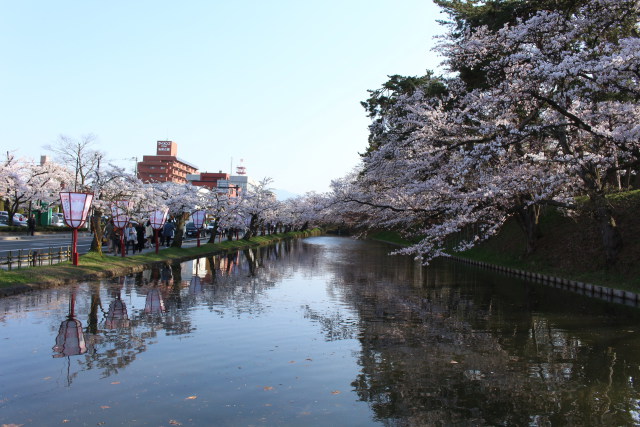 弘前公園 外堀の桜