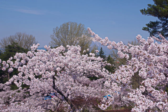 弘前公園の桜