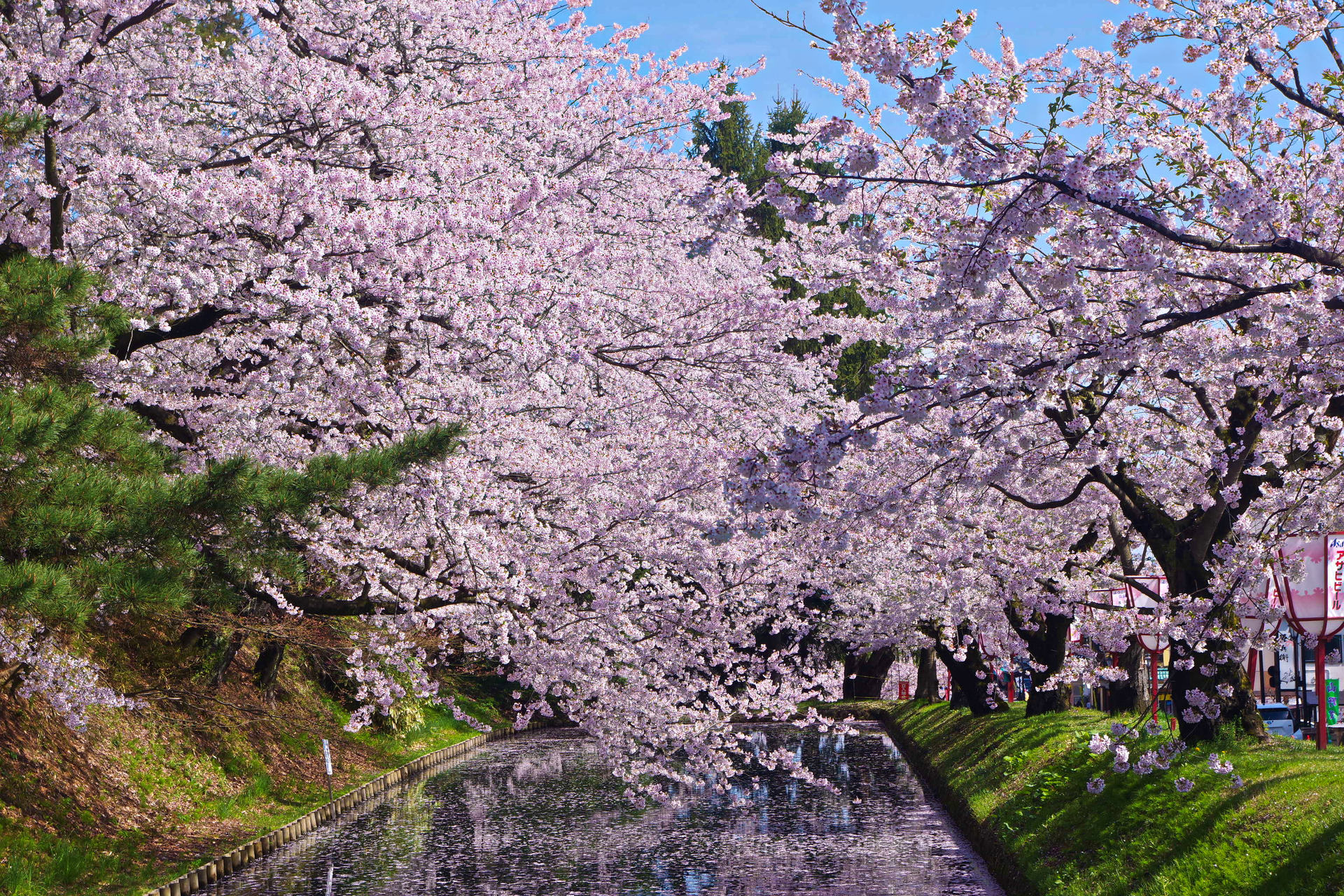日本の風景 弘前公園 外濠の桜 壁紙19x1280 壁紙館