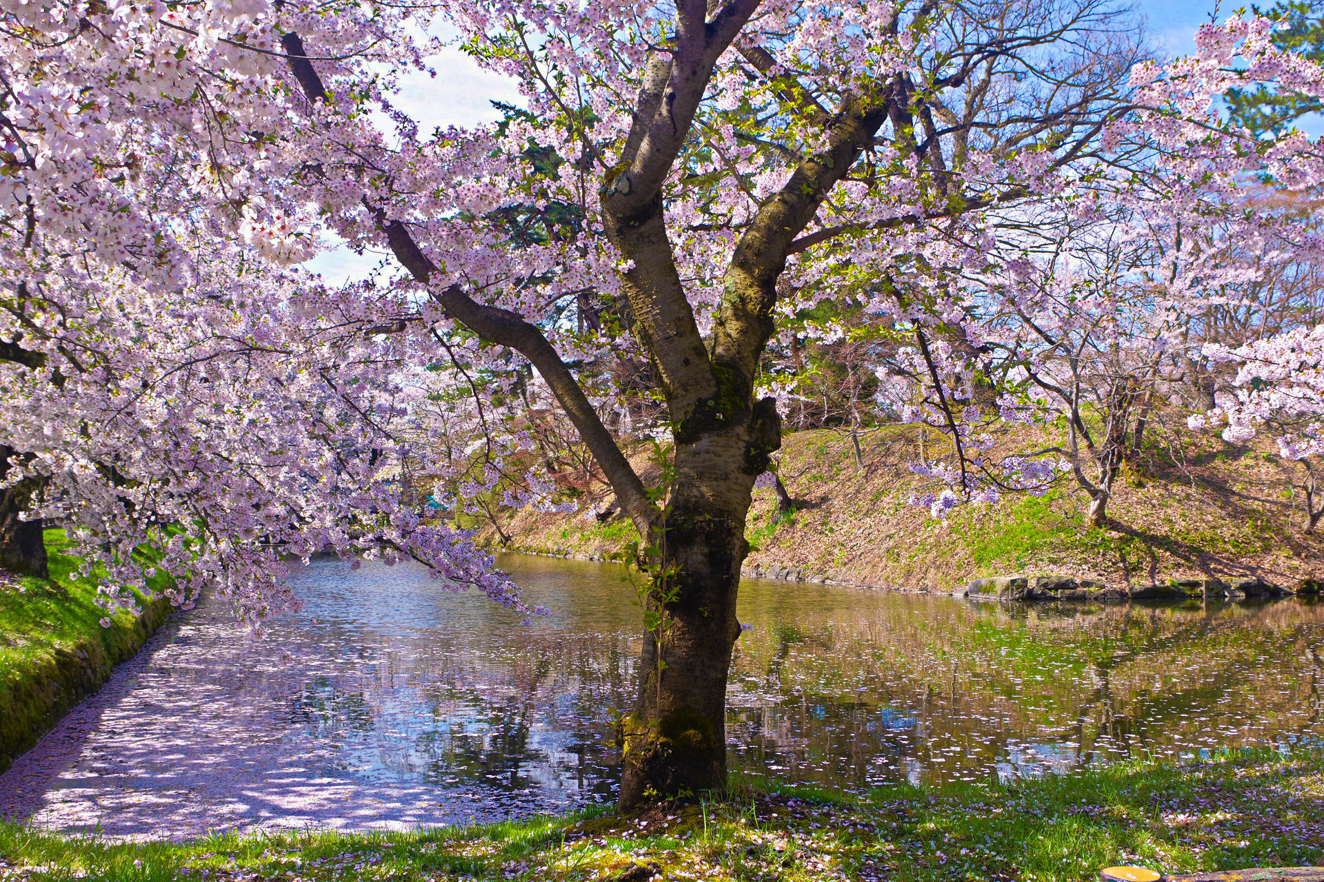 日本の風景 弘前公園 中濠の桜 壁紙19x1280 壁紙館