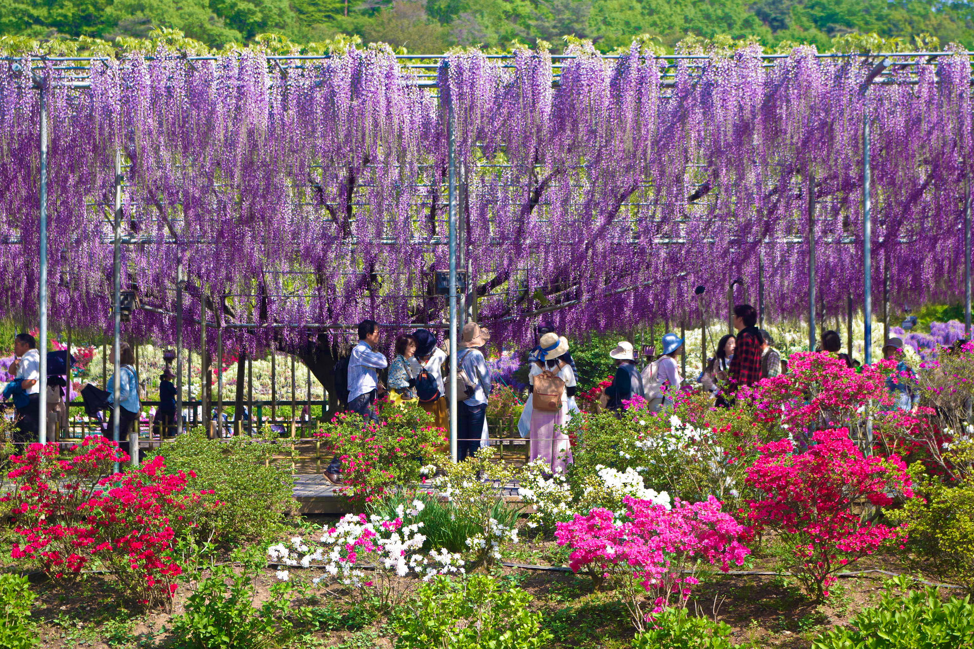 日本の風景 足利の大藤 壁紙19x1280 壁紙館