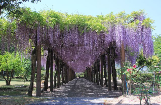 大三島藤公園