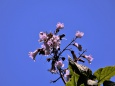 青空に映える桐の花