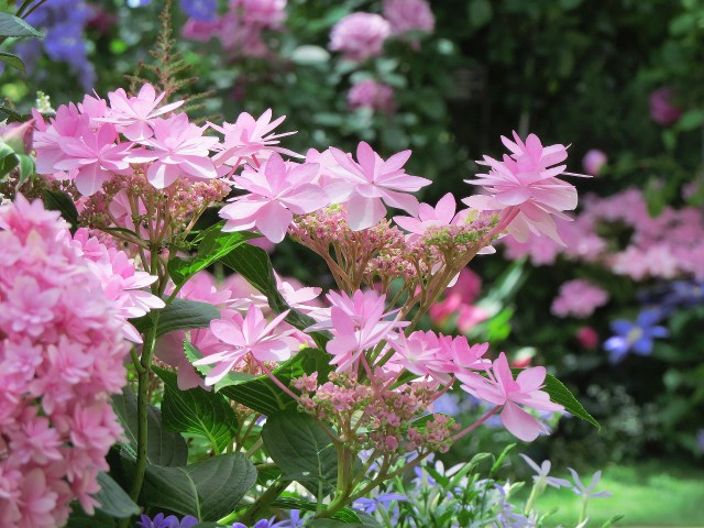 紫陽花・ダンスパーティ