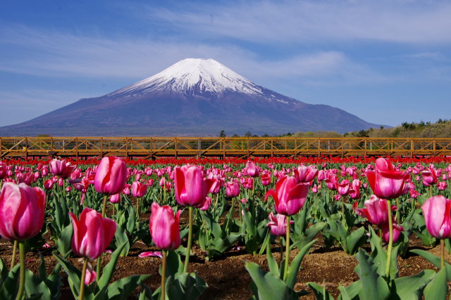 チューリップと富士山