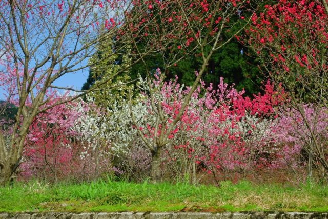 花桃の里公園に咲く花桃