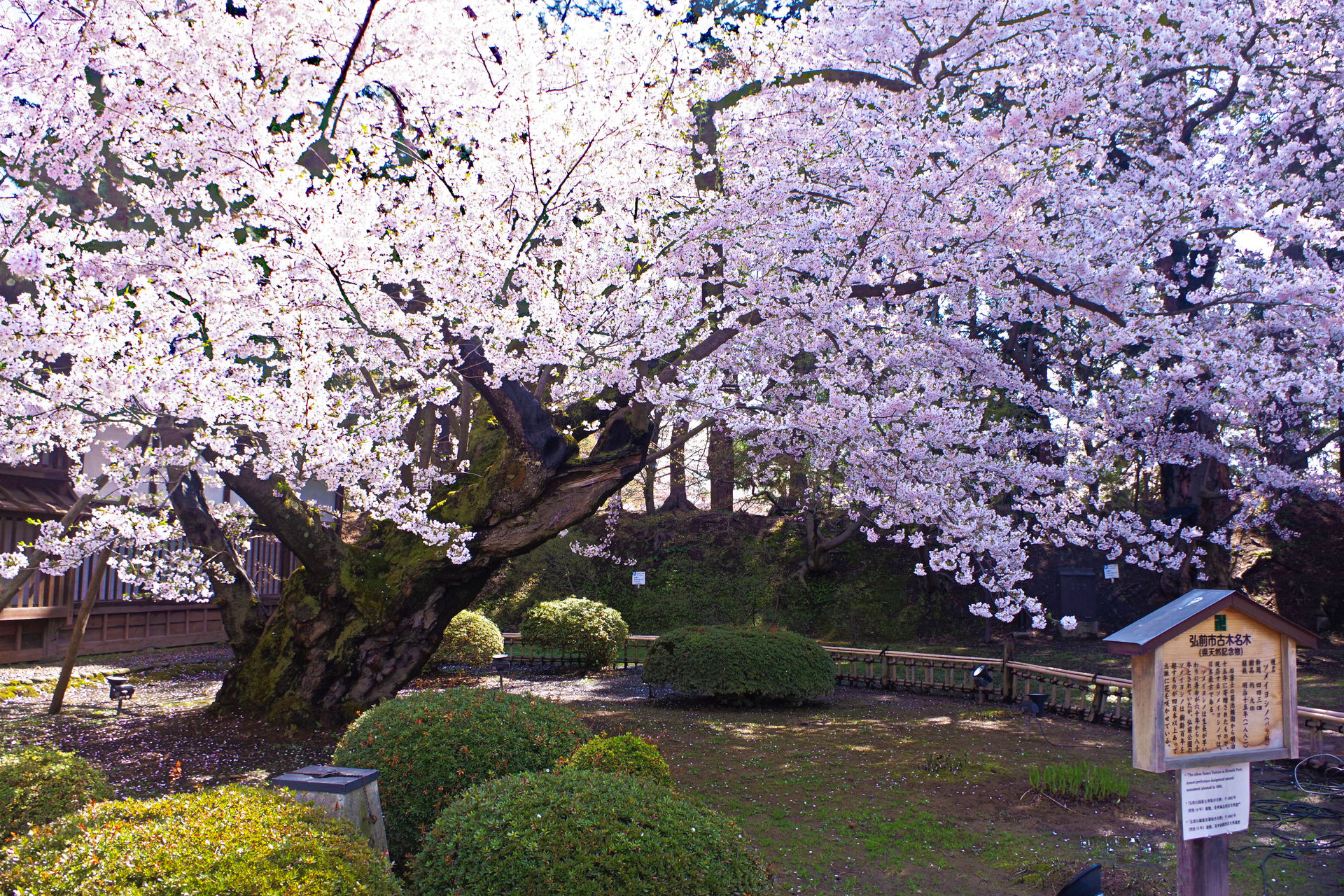 花 植物 日本最古のソメイヨシノ 壁紙19x1280 壁紙館