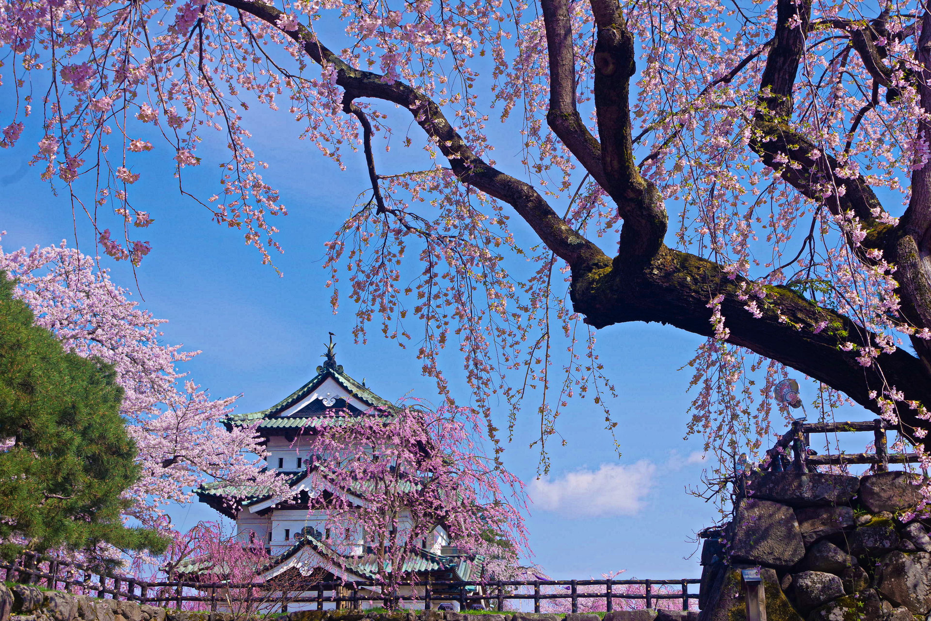 日本の風景 弘前城としだれ桜 壁紙19x1280 壁紙館