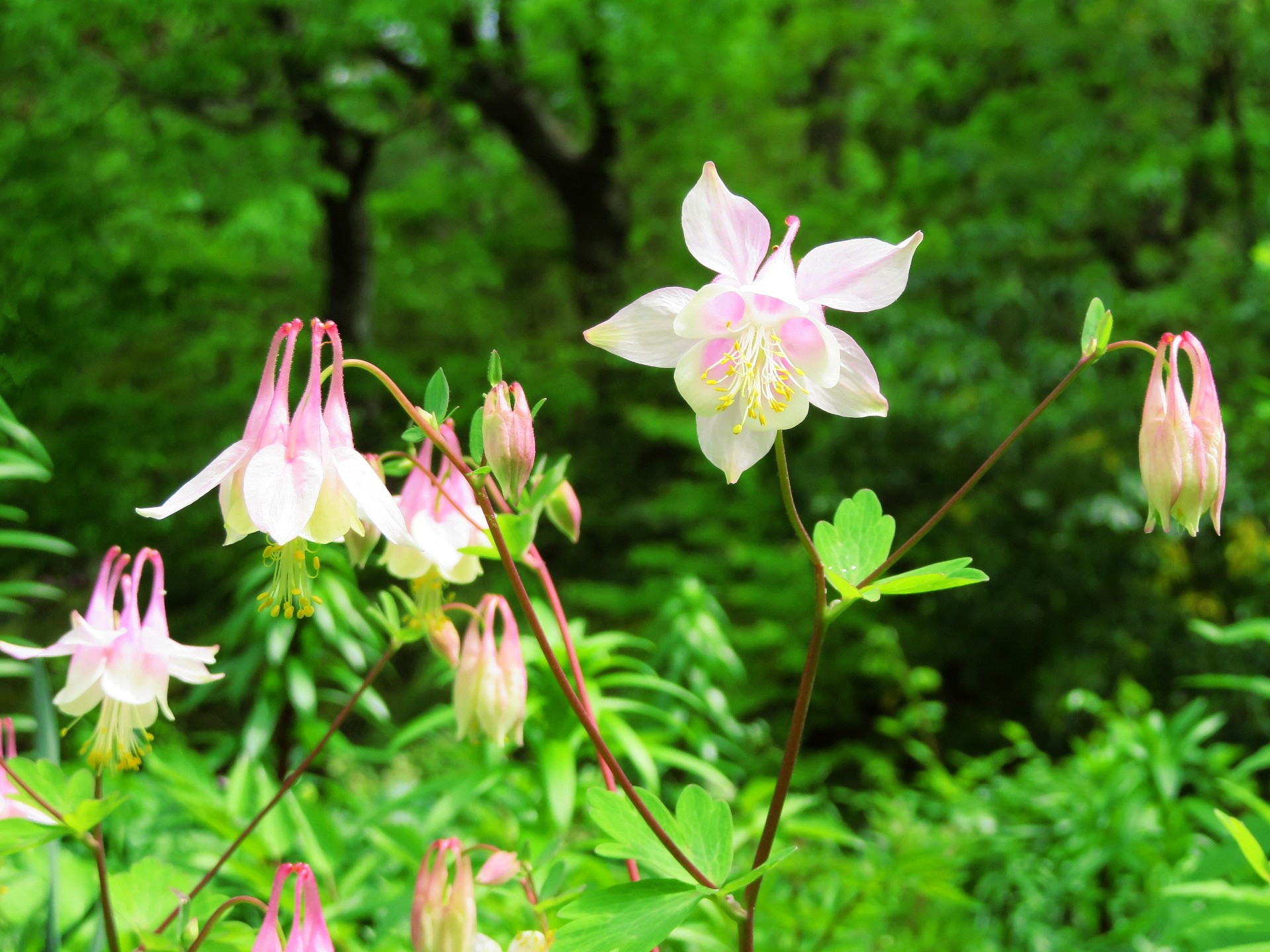 花 植物 オダマキ ピンクランタン 壁紙19x1440 壁紙館