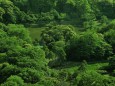 新緑の小石川後楽園