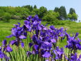 天岩戸の近くに咲いていた花